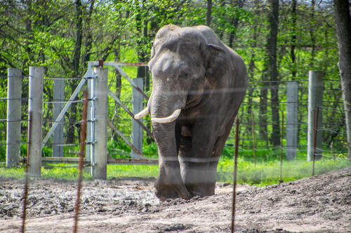 Elephant on a stroll